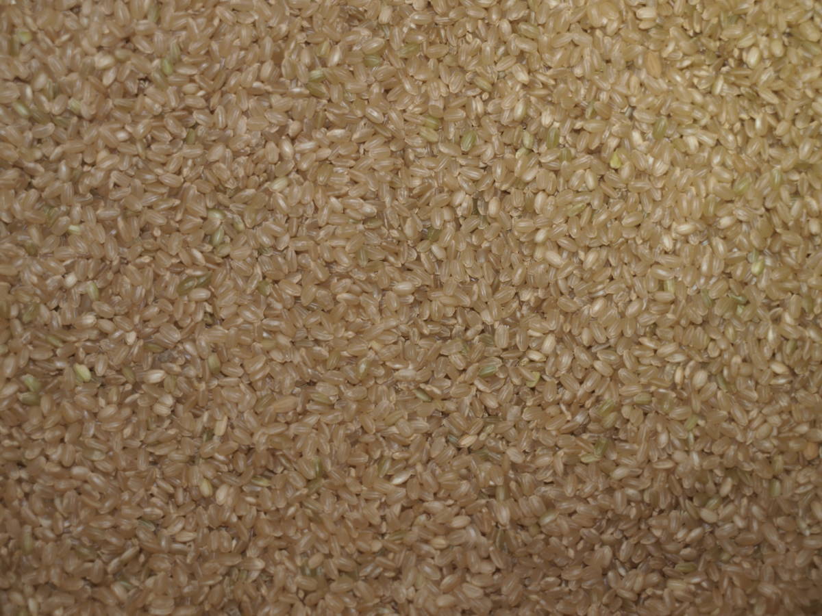有機栽培米 令和5年 コシヒカリ 26.0キロ白米 送料無料の画像2