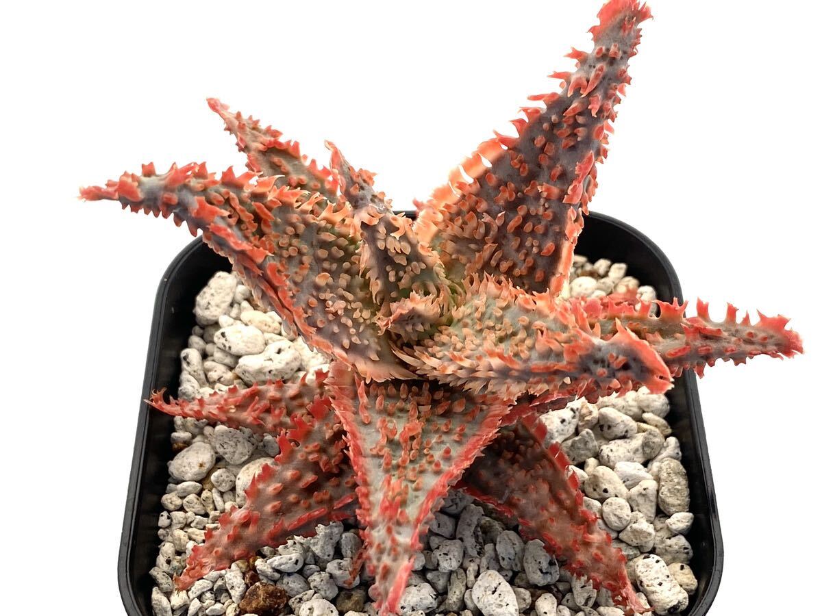 アロエ ハイブリッド 実生 多肉植物 Aloe hybrid 67_画像4