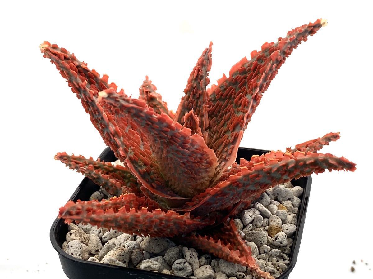 アロエ ハイブリッド 実生 多肉植物 Aloe hybrid 160_画像3