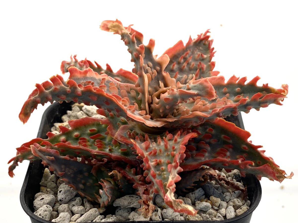  aloe hybrid real raw succulent plant Aloe hybrid 204