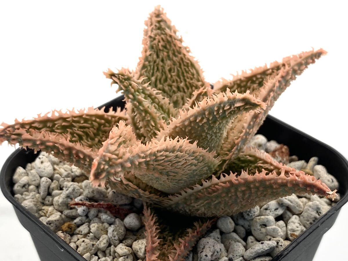 アロエ ハイブリッド 実生 多肉植物 Aloe hybrid 104_画像3