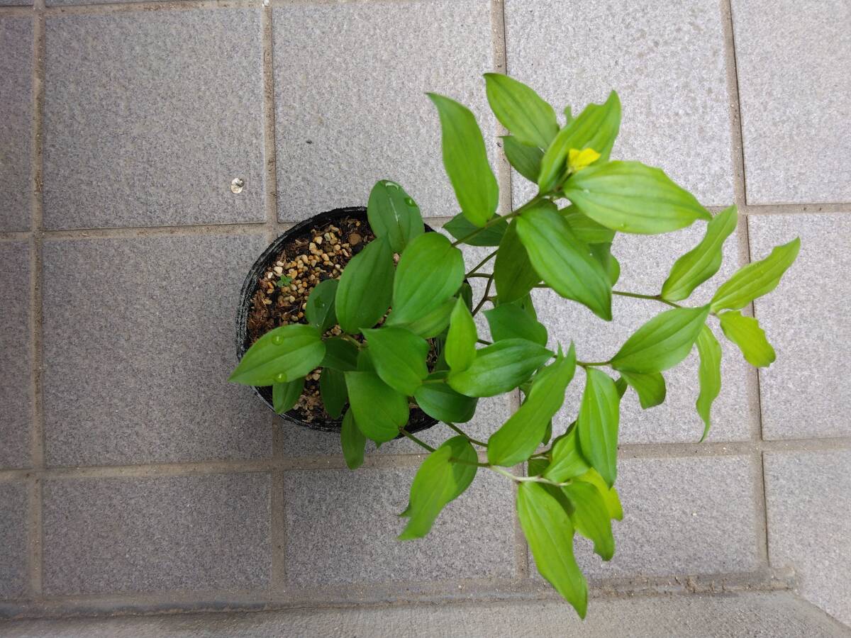 [.. начало ] луговые и горные травы Kiva nachigo лилия ( чёрный pot )