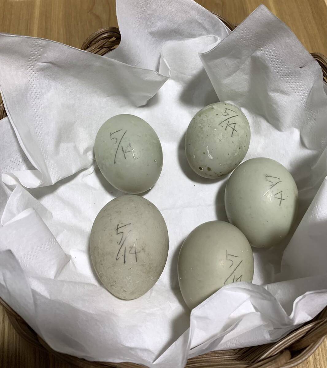 純白コールダック 食用卵 有精卵 『5個』_画像1