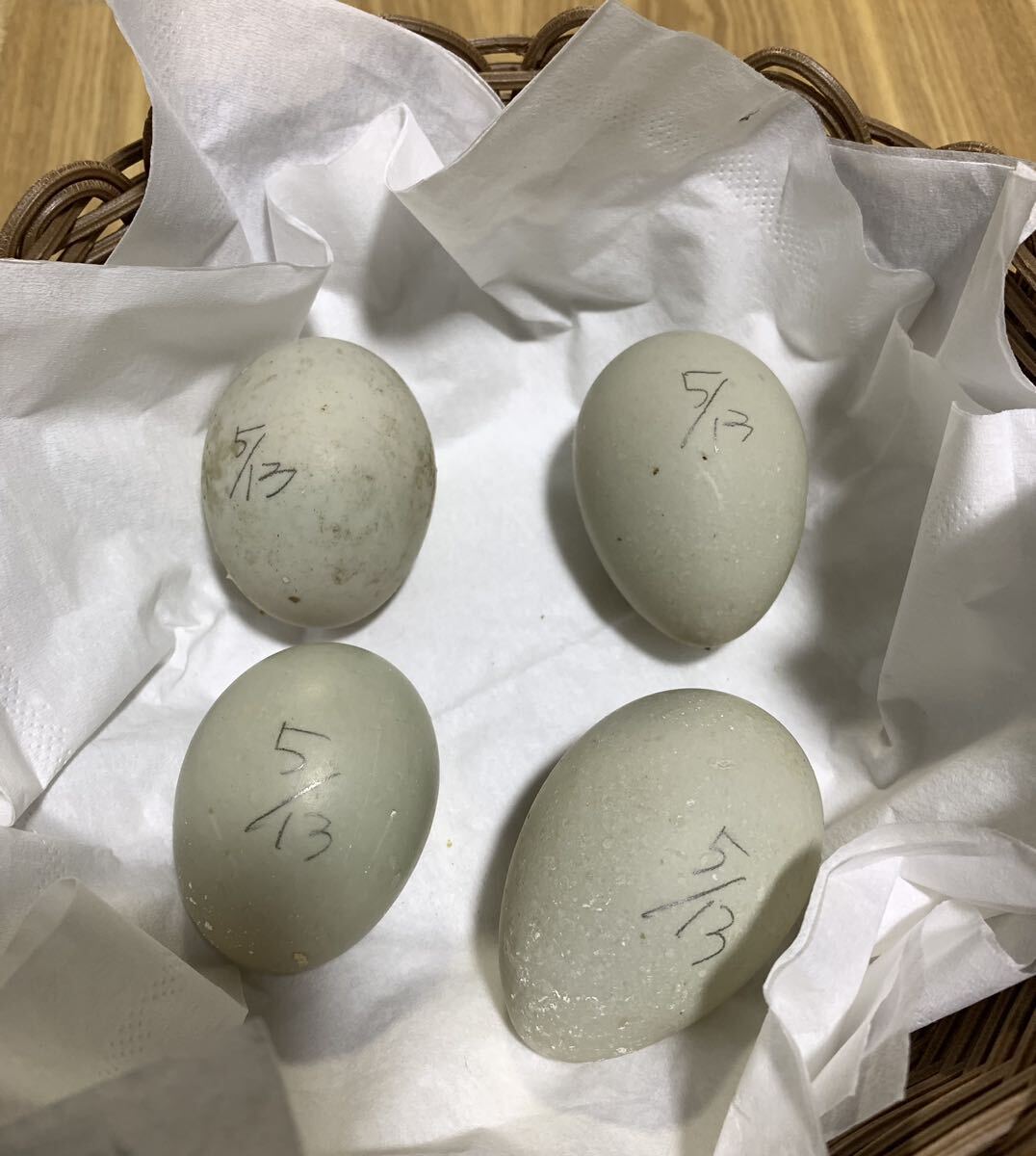 純白コールダック 食用卵 有精卵 『4個』_画像1