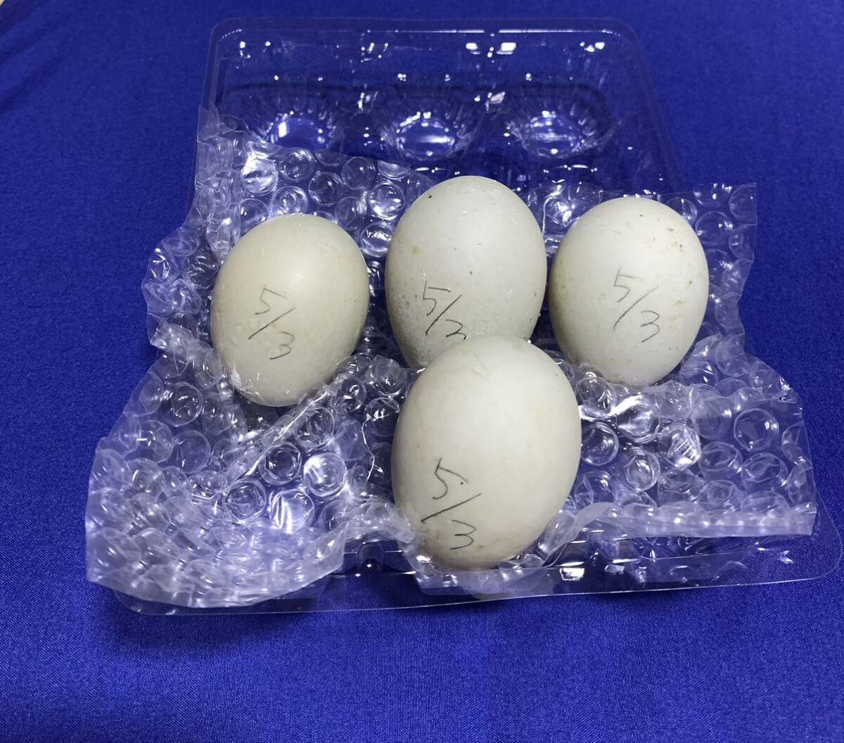 純白コールダック 『4個』食用卵 有精卵 の画像1