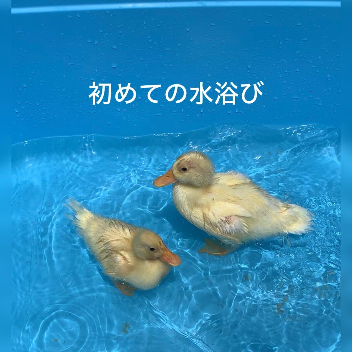  pure-white call Duck meal for egg have . egg [5 piece ]