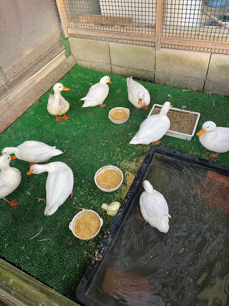  pure-white call Duck meal for egg have . egg [5 piece ]