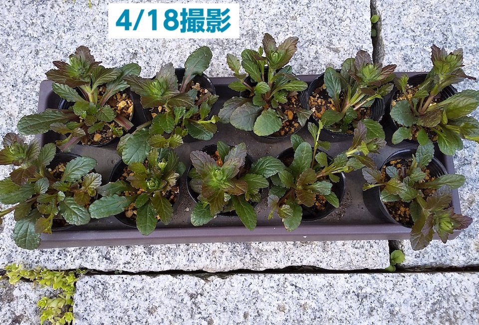 満開花苗10個 アジュガ【冬越し苗】青花,銅葉,宿根草,耐寒性が高い,青紫花,ブルー花,多年草,下草,グランドカバー,十二単