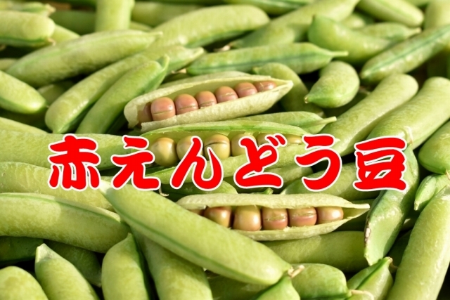 赤えんどう豆 約800g 　愛媛県産 　朝採りで発送_画像1