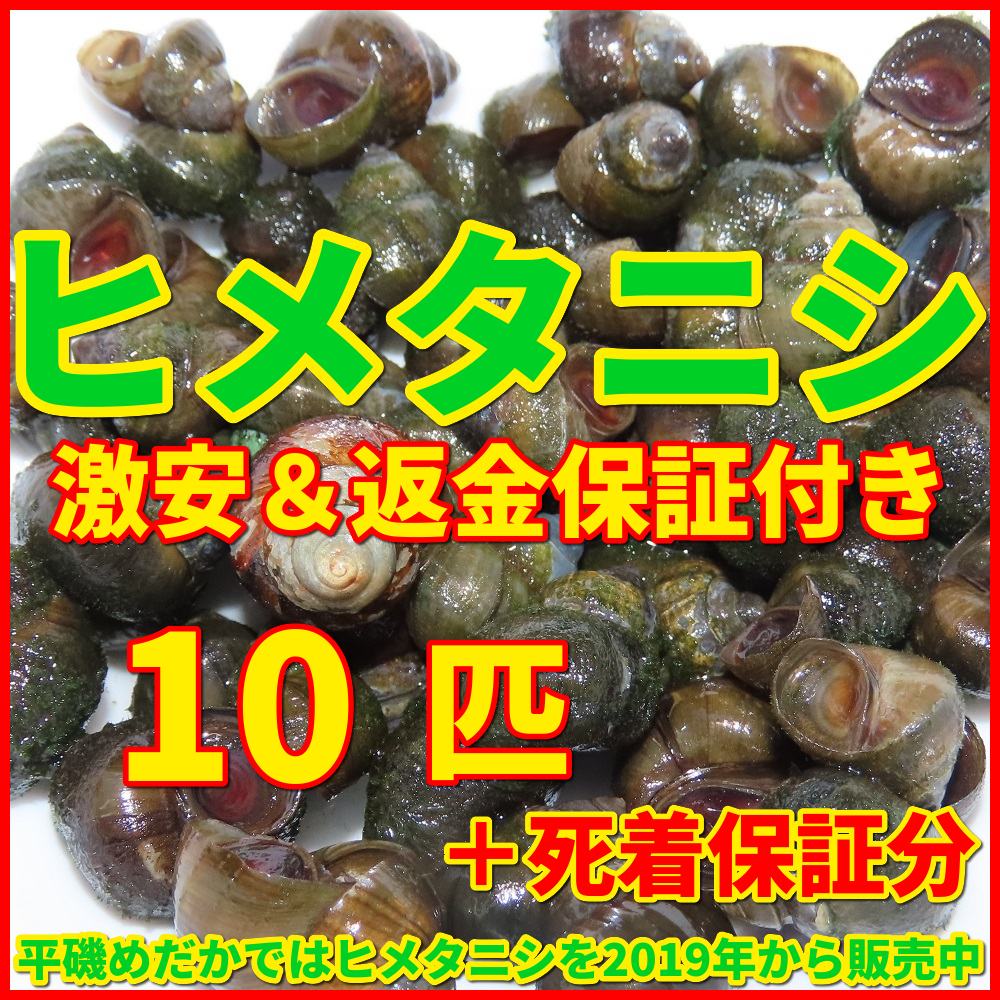 送料無料│ヒメタニシSMサイズ10匹+死着保証5匹│メダカ水槽のコケ取りや水質浄化│亀の活餌│鯉の釣り餌【ゆうパケット│識別番号A1】_画像1