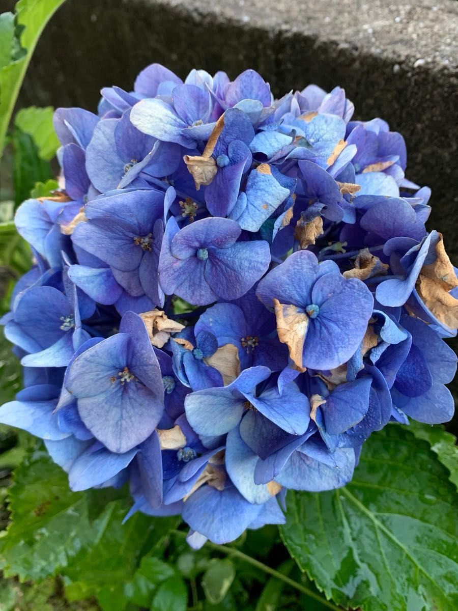 沈丁花【ジンチョウゲ】爽やかな香り　白花と濃いブルー紫陽花　変色　小苗苗セット　２種　 紫陽花　根付き　