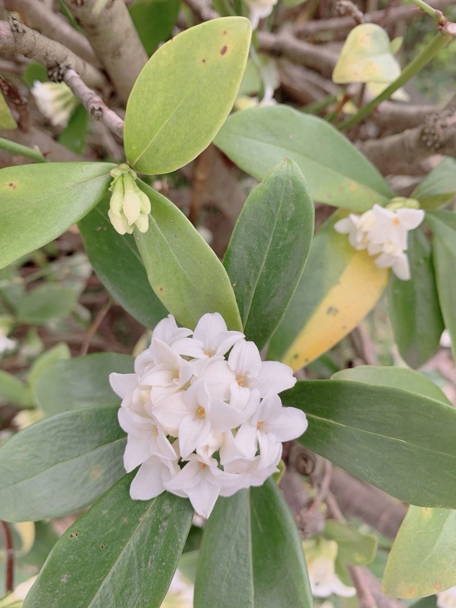 沈丁花　【ジンチョウゲ】　白花　小苗　抜き苗　根付き　爽やかな香り　３本セット 