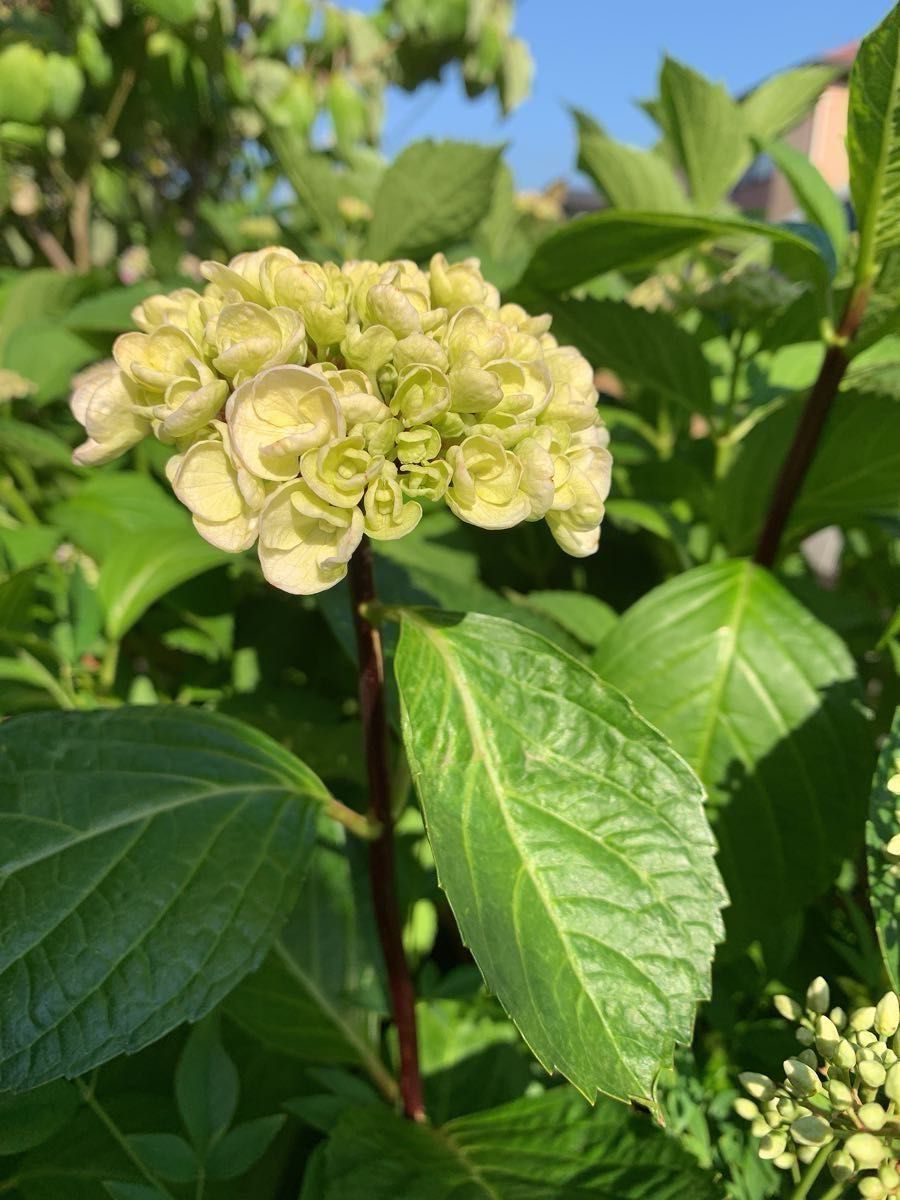 紫陽花　黒軸アジサイ　黒茎紫陽花　花苗　白花　挿木苗　小苗　根付き　大輪　 紫陽花