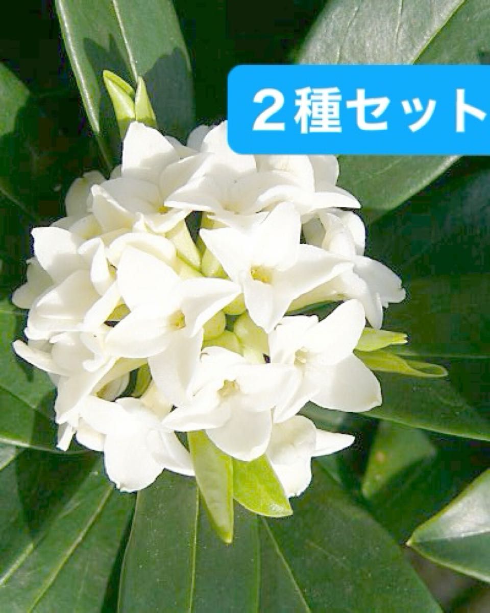 沈丁花【ジンチョウゲ】爽やかな香り　白花と濃いブルー紫陽花　変色　小苗苗セット　２種　 紫陽花　根付き　