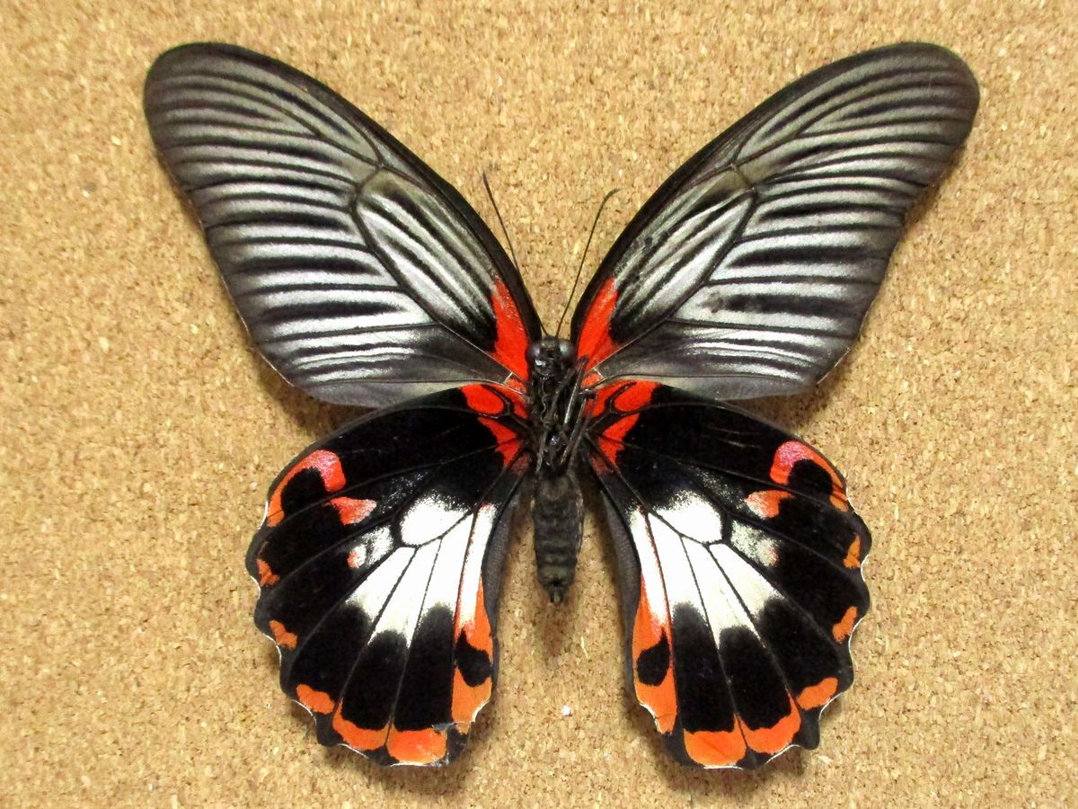 蝶 標本 アカネアゲハ♀（フィリピン産）の画像3