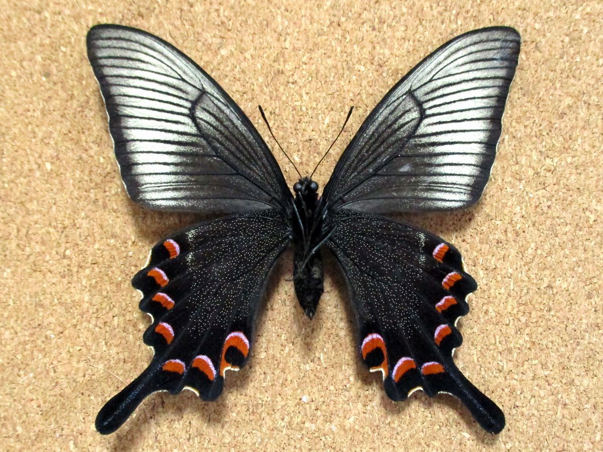 蝶 標本　ミヤマカラスアゲハ春型♀（長崎産／野外品）_画像3