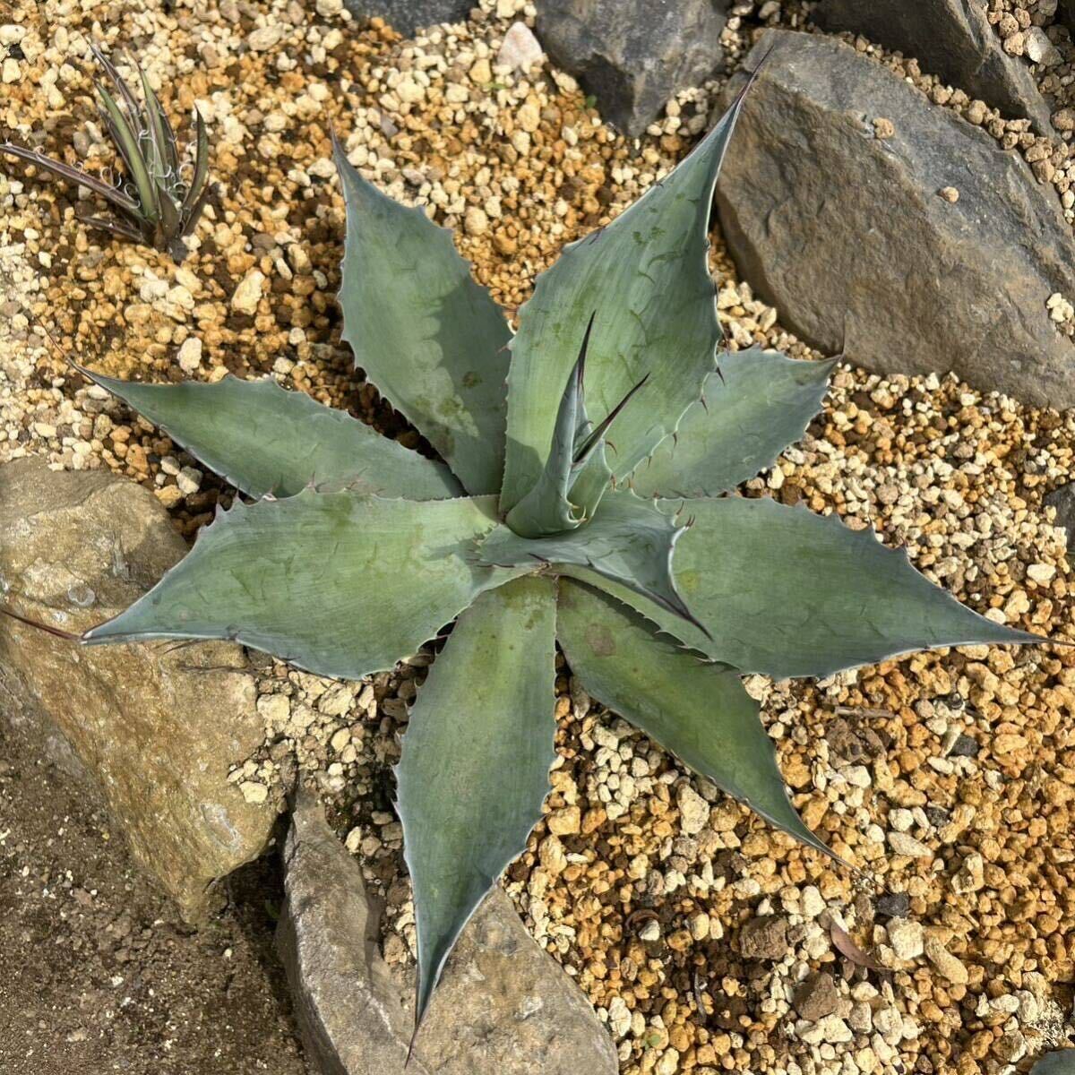 アガベ オバティフォリア 実生 Agave ovatifolia 多肉植物 ドライガーデン ロックガーデンの画像4
