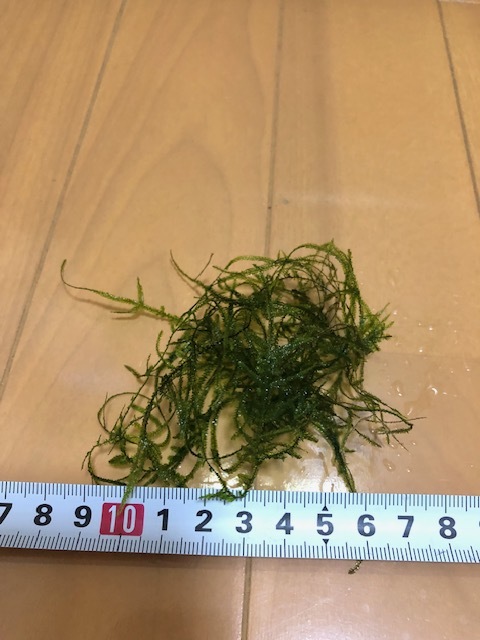  Willow Moss attaching . egg contains mi Nami freshwater prawn 35 pcs Willow Moss 5.×5.×5. hole ka squirrel 3ps.@ free shipping . put on guarantee have 