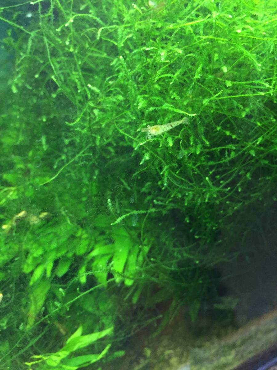  Willow Moss attaching . egg contains mi Nami freshwater prawn 35 pcs Willow Moss 5.×5.×5. hole ka squirrel 3ps.@ free shipping . put on guarantee have 