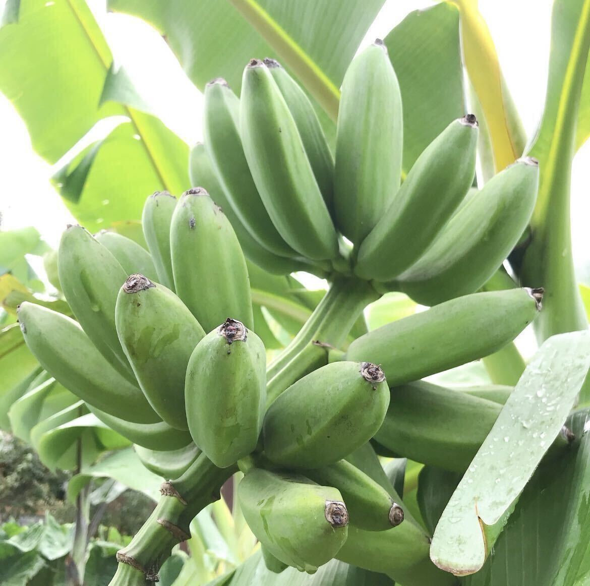 送料無料 ミャンマー バナナ苗 バナナ 熱帯果樹 果樹苗_画像1