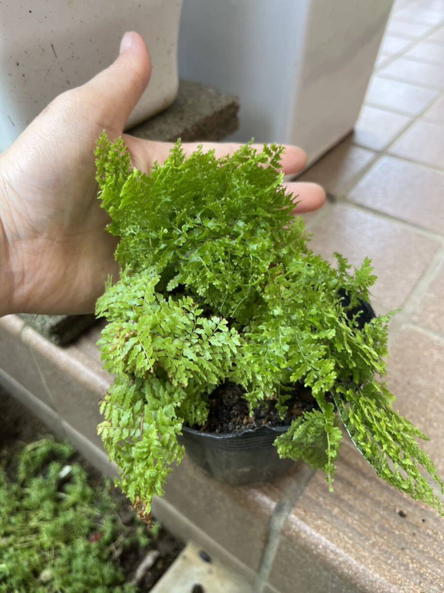 nefro Lepice Scotch Moss pulling out seedling shipping 