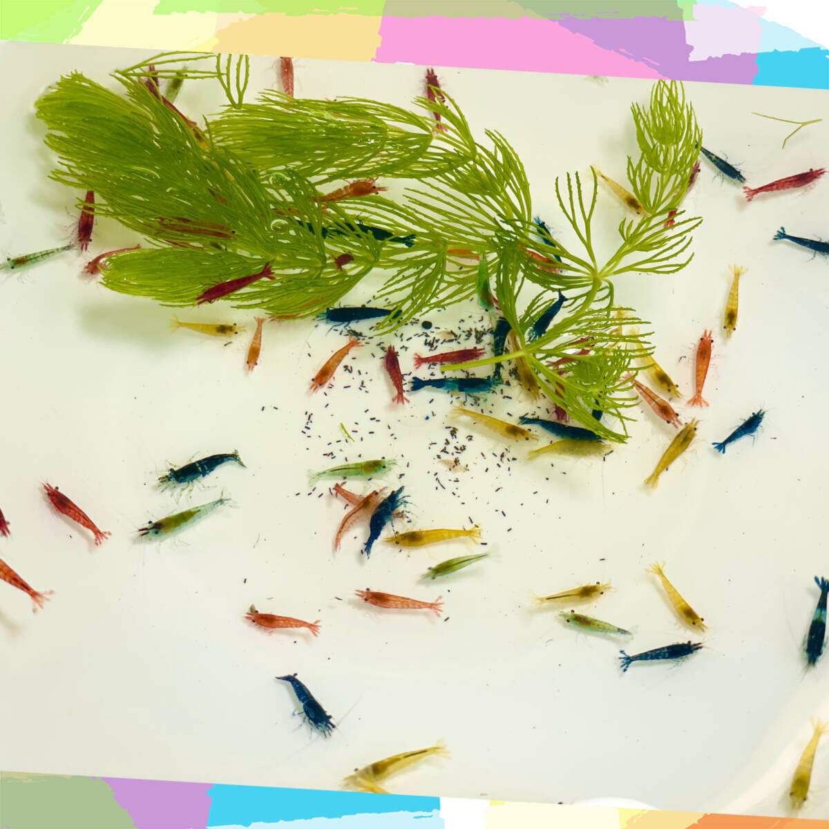  Cherry shrimp MIX assortment 40 pcs freshwater prawn Mix 