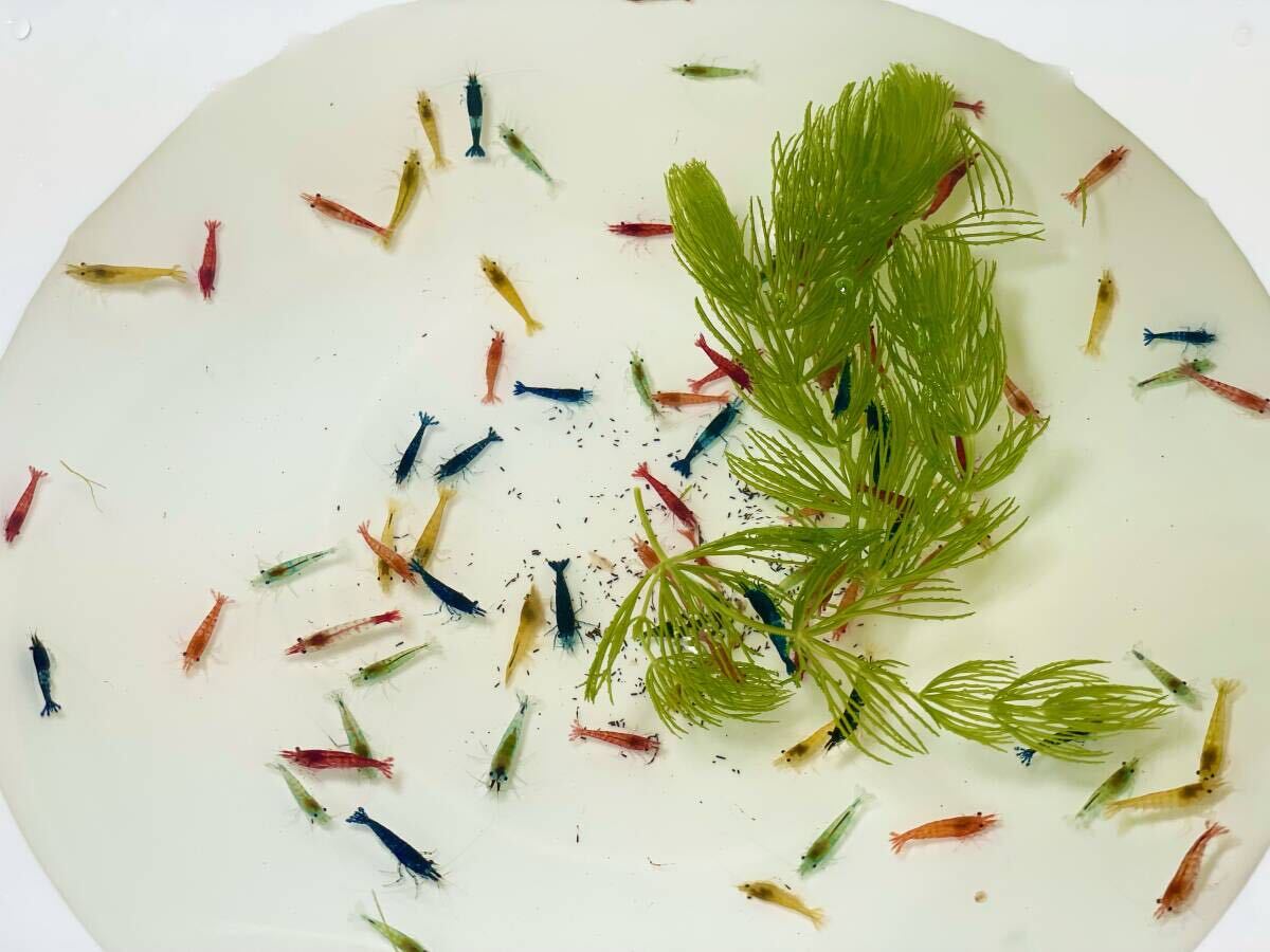  Cherry shrimp MIX assortment 40 pcs freshwater prawn Mix 