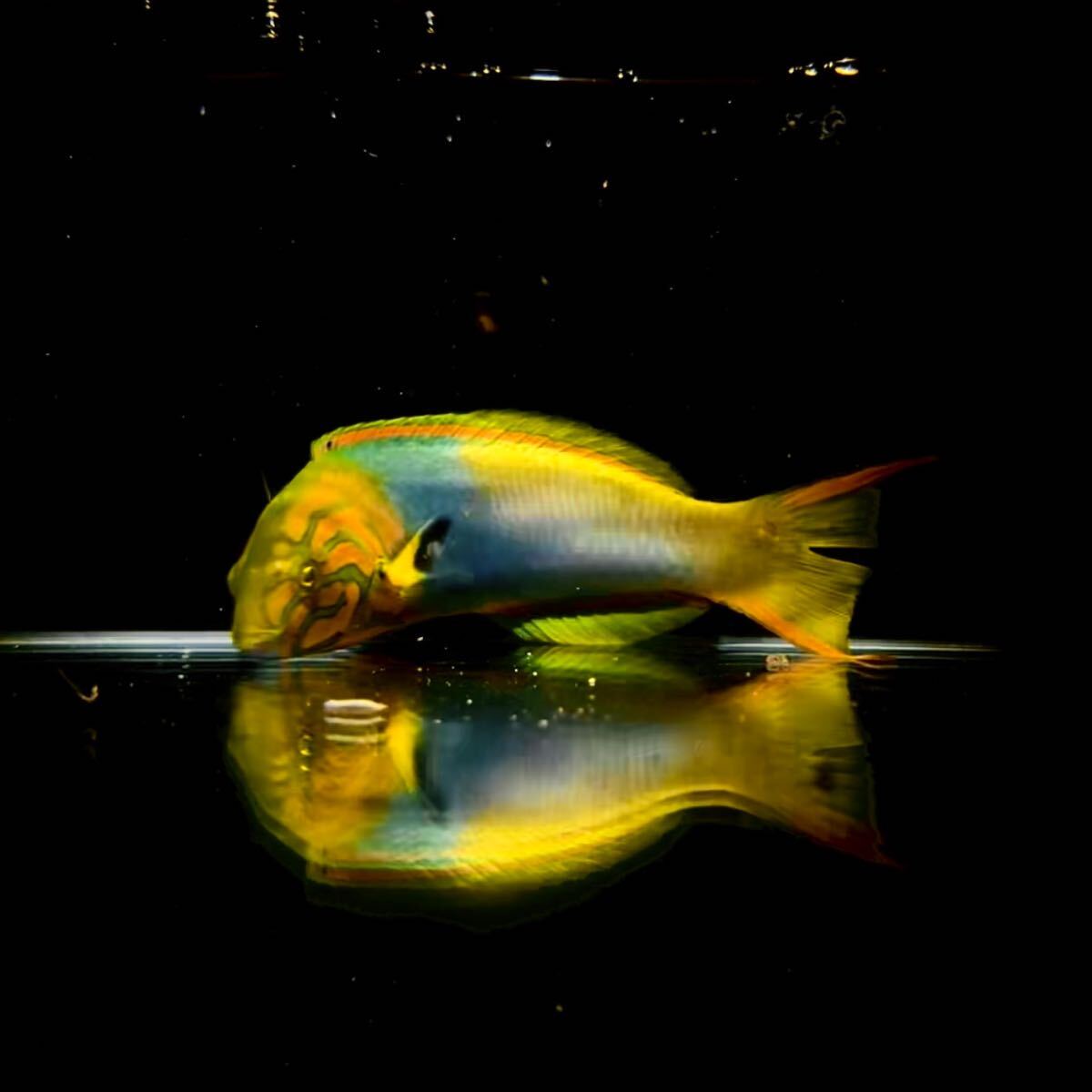 【沖縄もとぶ産】海水魚 ヤマブキベラ12〜16cm前後 GWスペシャルプライスの画像1