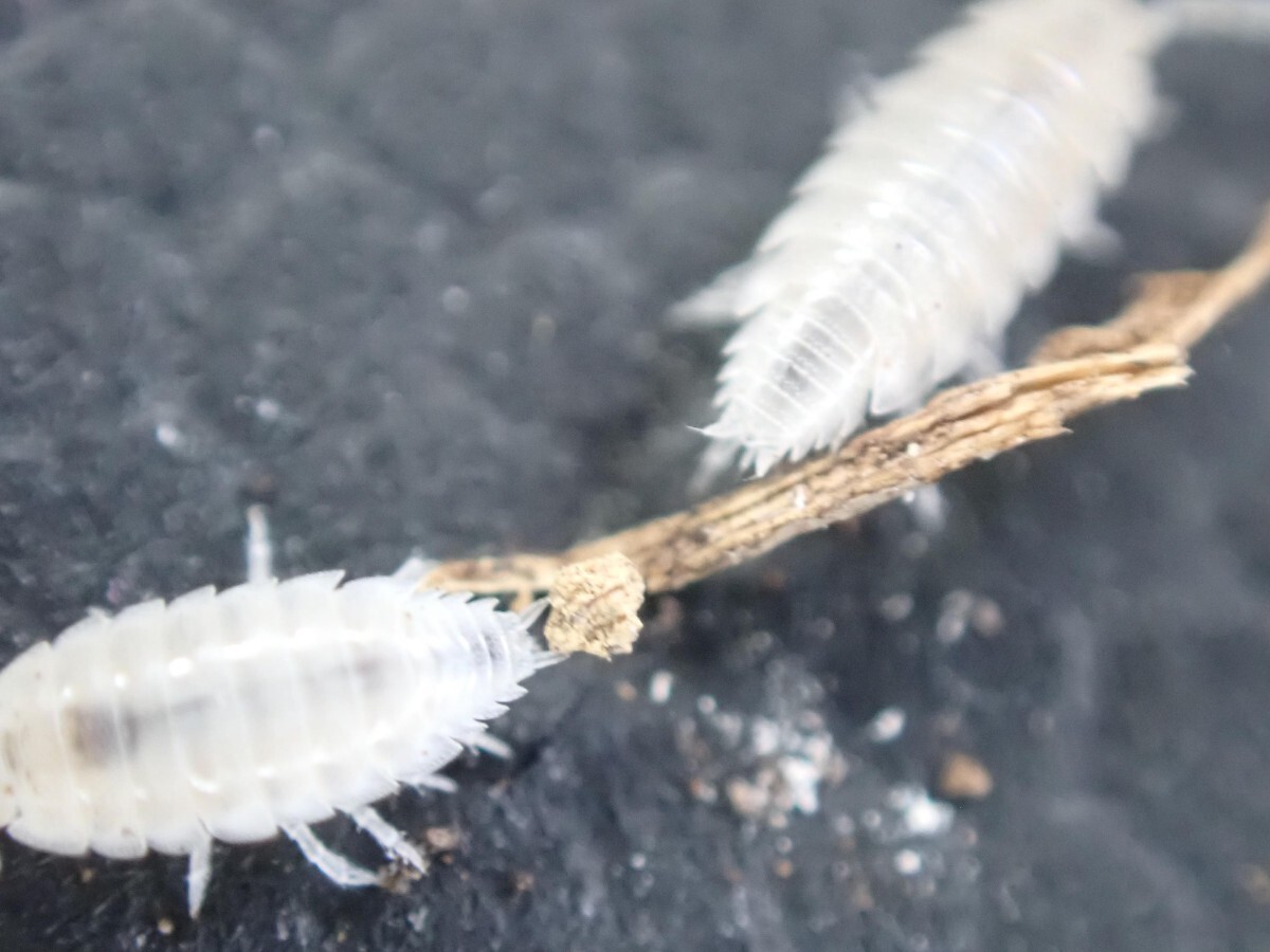 【増量中＆餌付き】シロホソワラジムシ Trichorhina tomentosa 200+α 小型の両生類、爬虫類_画像2