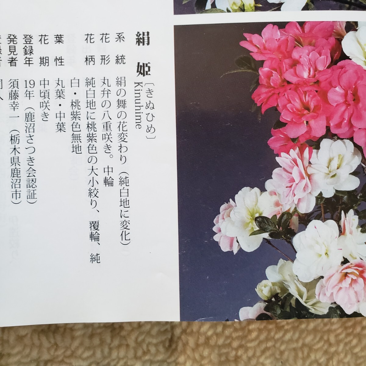 [ 4 сезон. сон ] новый цветок шелк . высота дерева 40.. ширина 30. Rhododendron indicum бонсай 