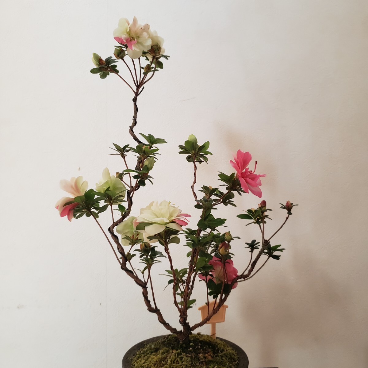 [ 4 сезон. сон ] новый цветок шелк . высота дерева 40.. ширина 30. Rhododendron indicum бонсай 