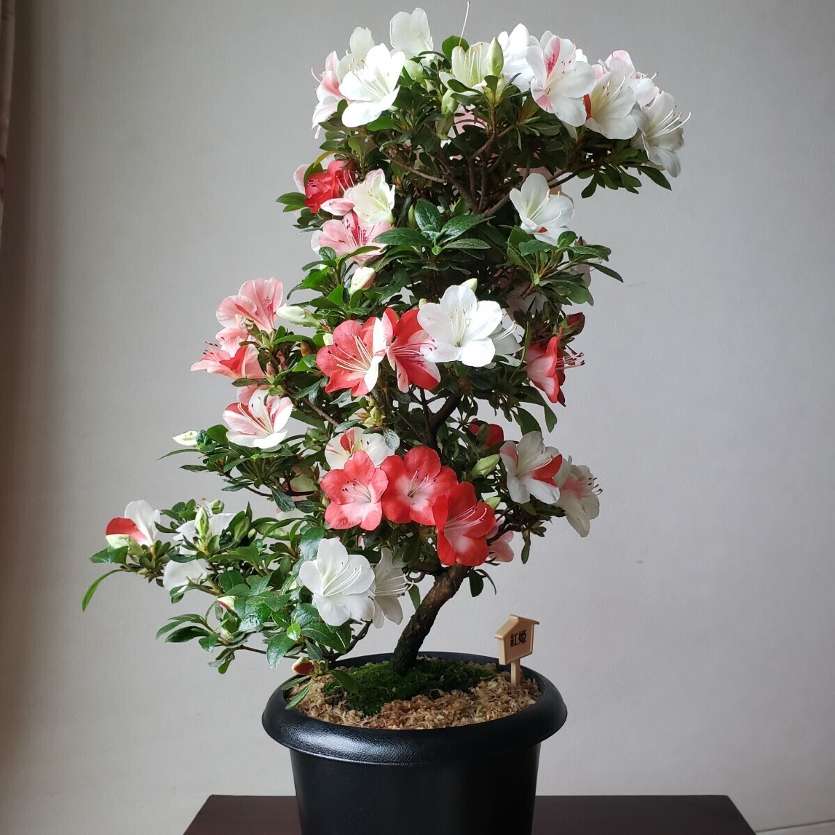 『四季の夢』花の綺麗な紅姫 樹高40㎝ 樹幅35㎝ 幹回り5㎝ 皐月盆栽_画像5