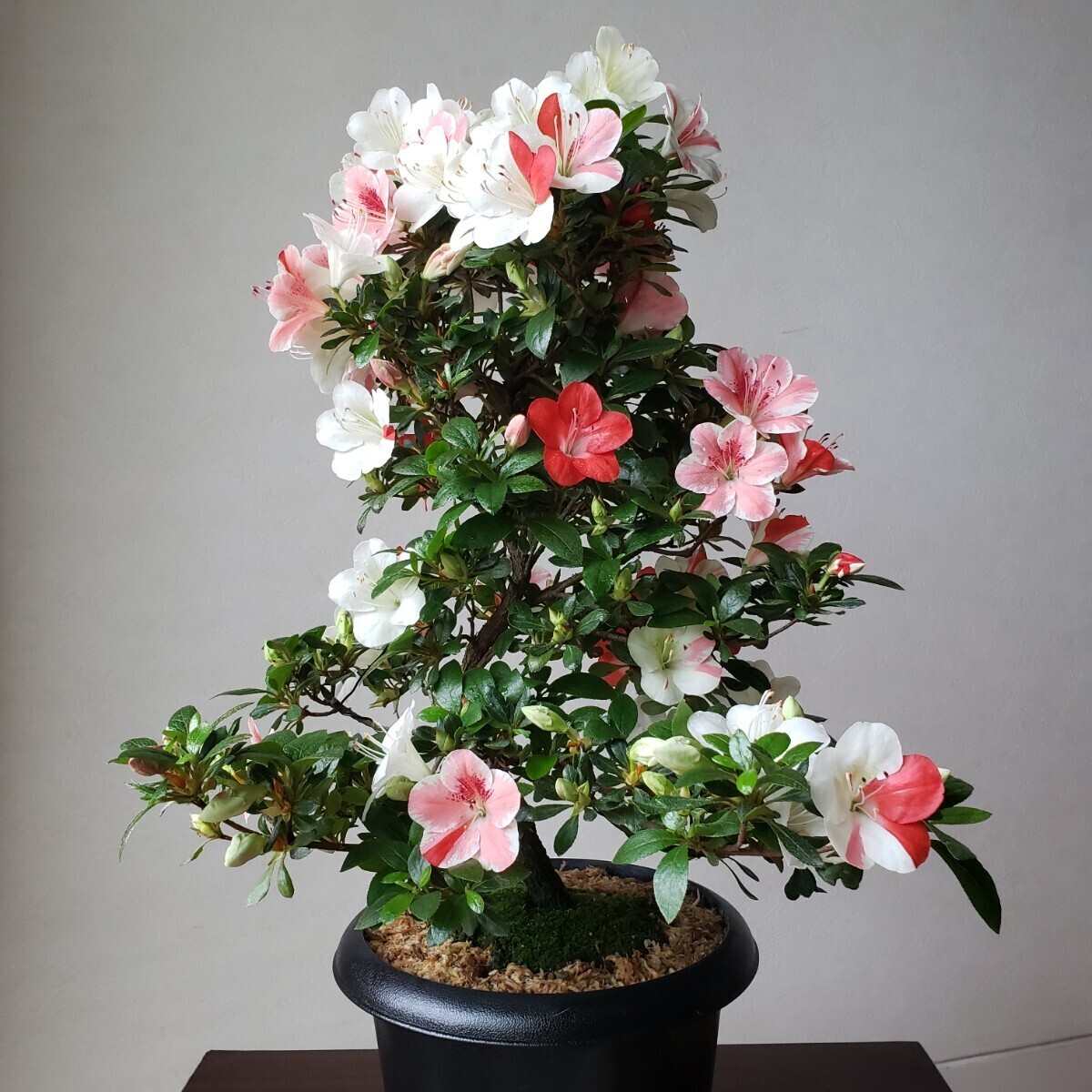 『四季の夢』花の綺麗な紅姫 樹高40㎝ 樹幅35㎝ 幹回り5㎝ 皐月盆栽_画像4