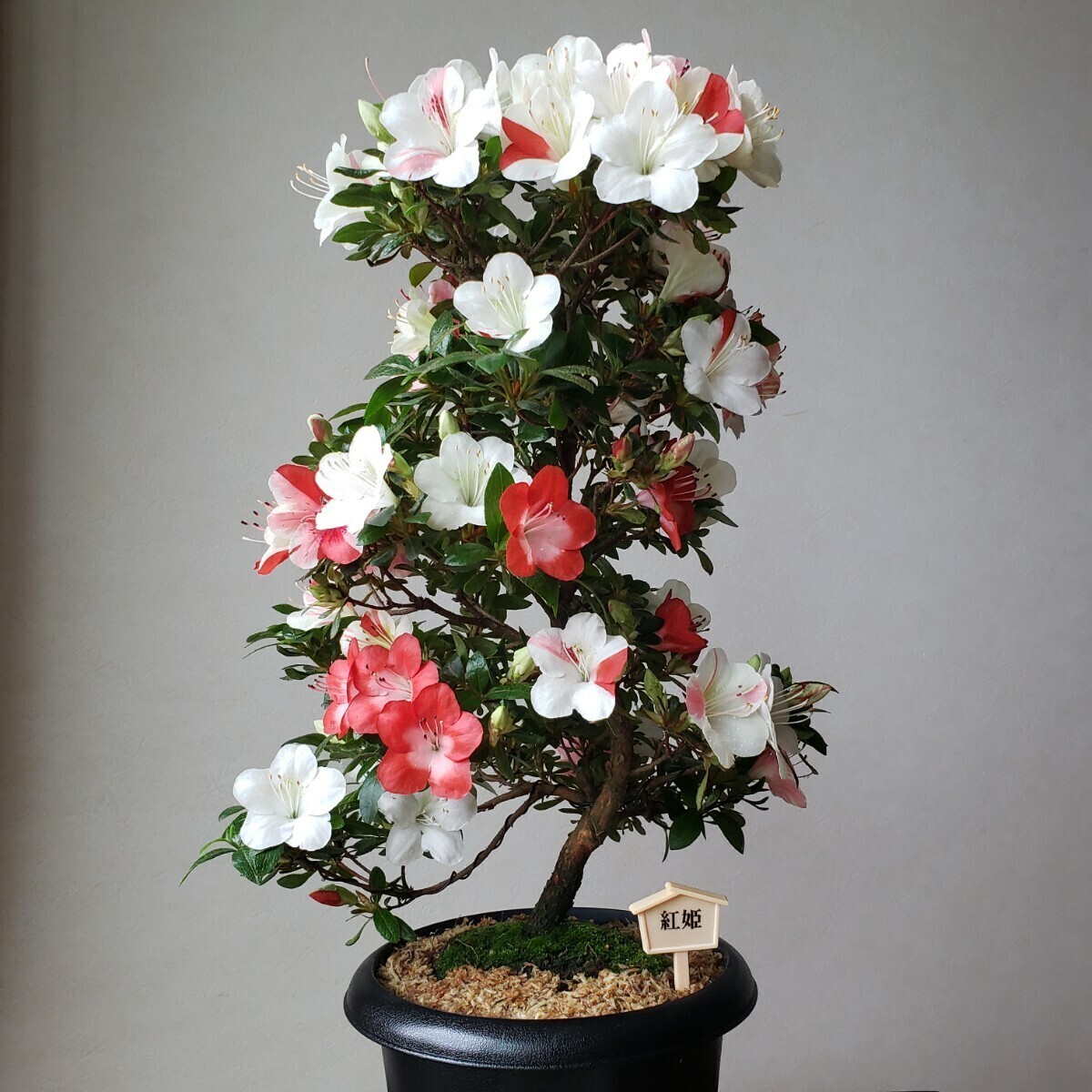 『四季の夢』花の綺麗な紅姫 樹高40㎝ 樹幅35㎝ 幹回り5㎝ 皐月盆栽_画像6