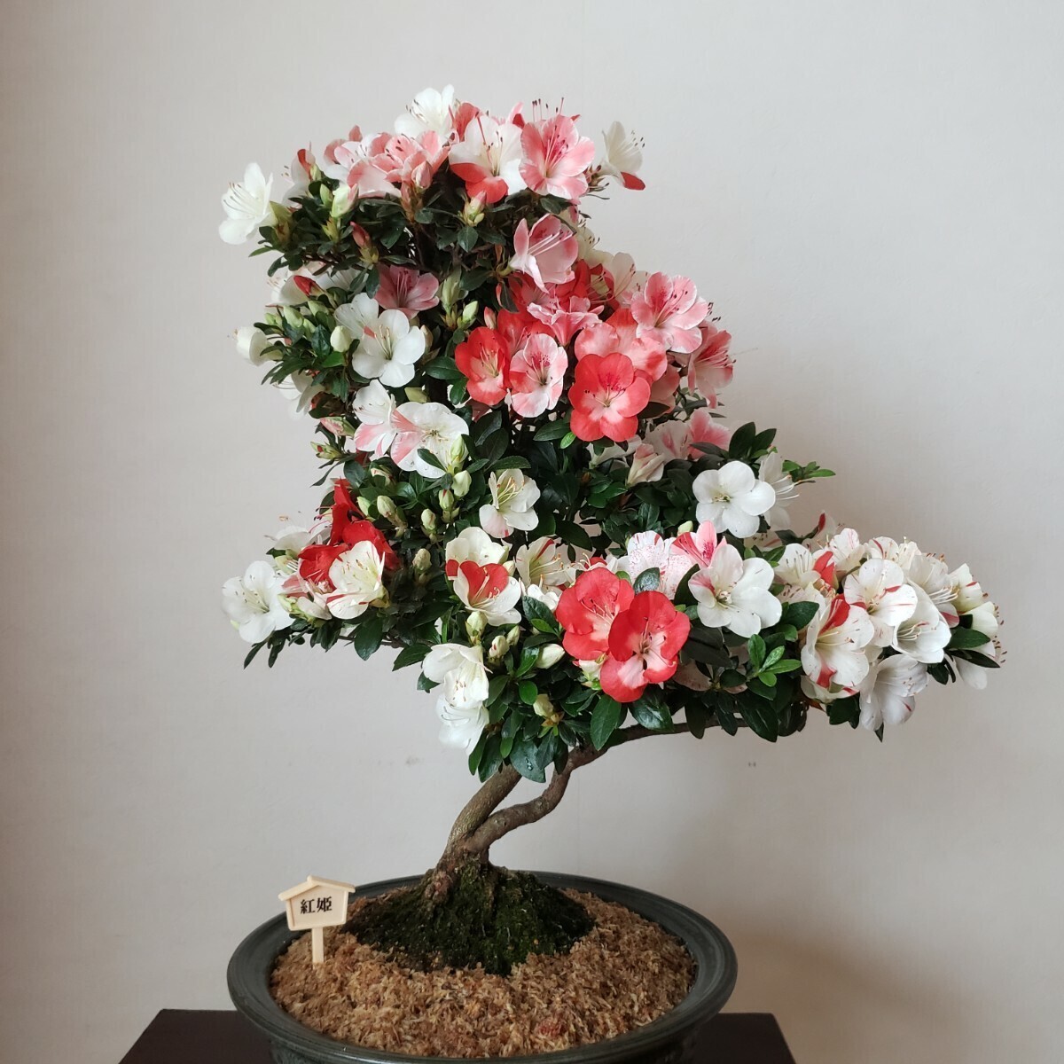 『四季の夢』花の綺麗な紅姫 樹高48㎝ 樹幅50㎝ 幹回り11㎝ 皐月盆栽_画像3