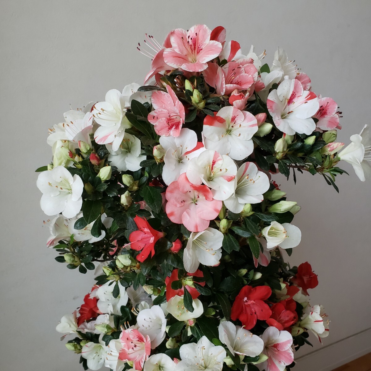 『四季の夢』花の綺麗な紅姫 樹高48㎝ 樹幅50㎝ 幹回り11㎝ 皐月盆栽_画像9
