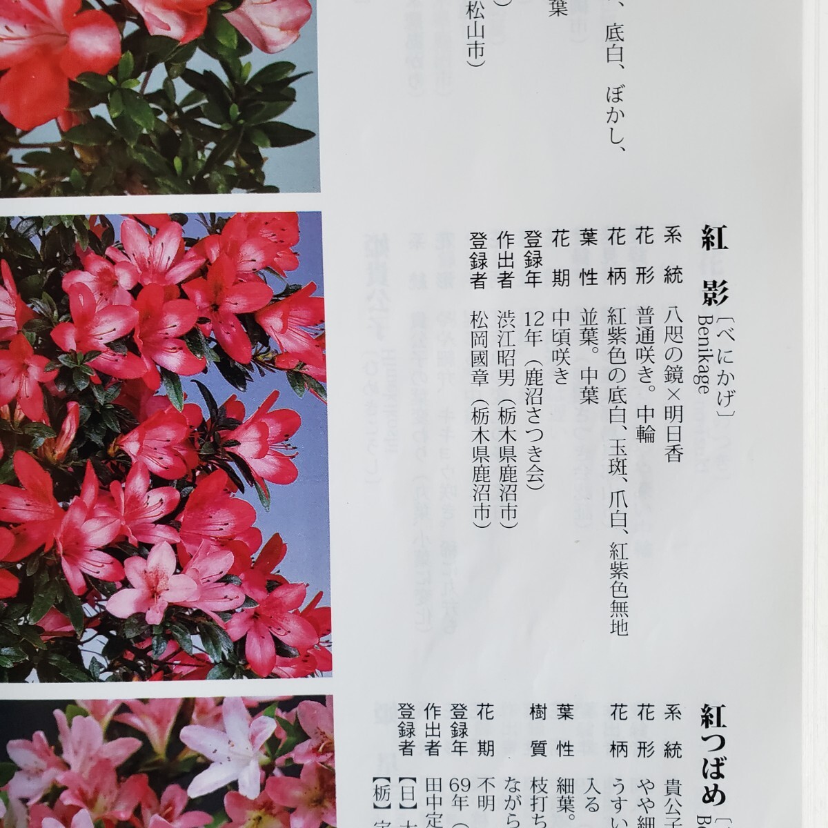 [ 4 сезон. сон ].. высота дерева 34.. вокруг 8.. ширина 48. Rhododendron indicum бонсай 