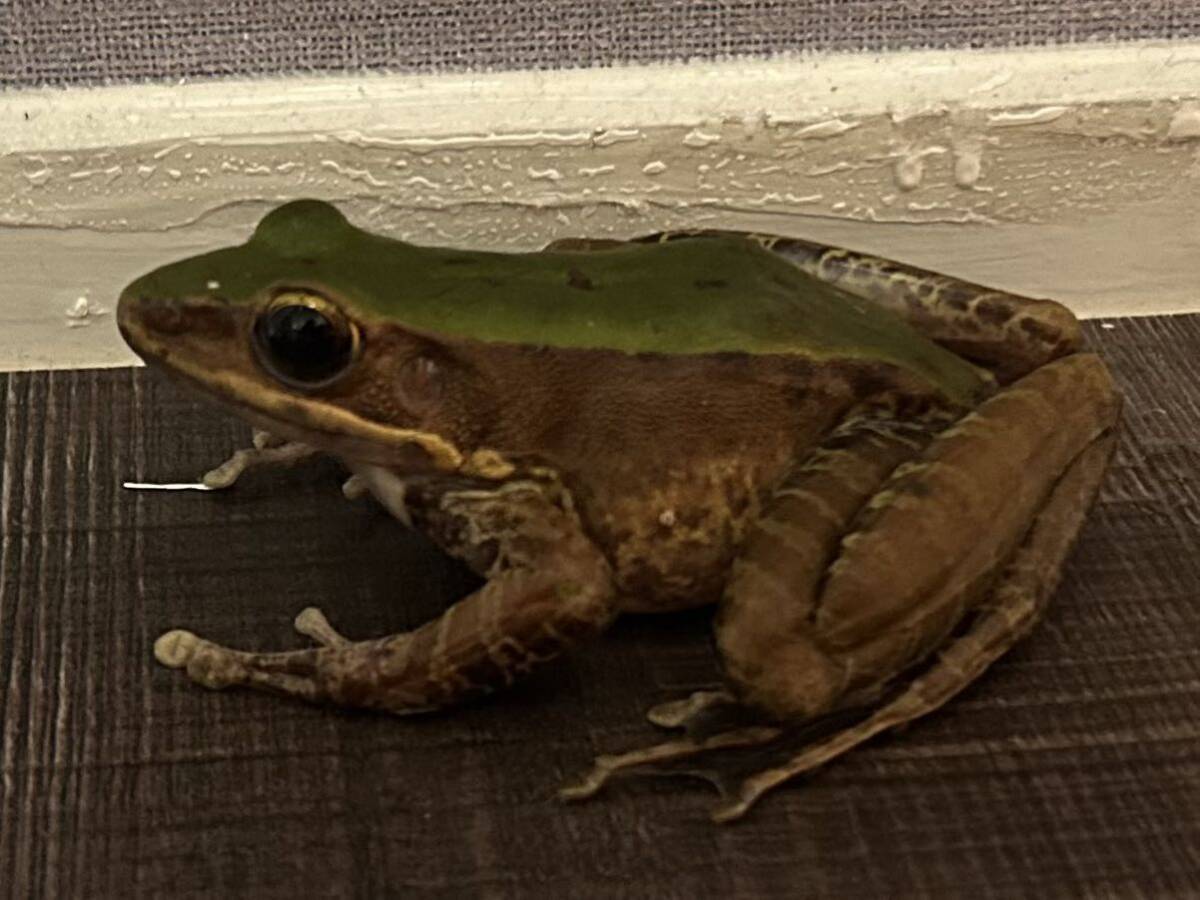 [. shop GARNET] Odorrana chloronota first in Japan arrival frog . body ga L amphibia reptiles newt salamander lizard lizard 1 pcs No.1