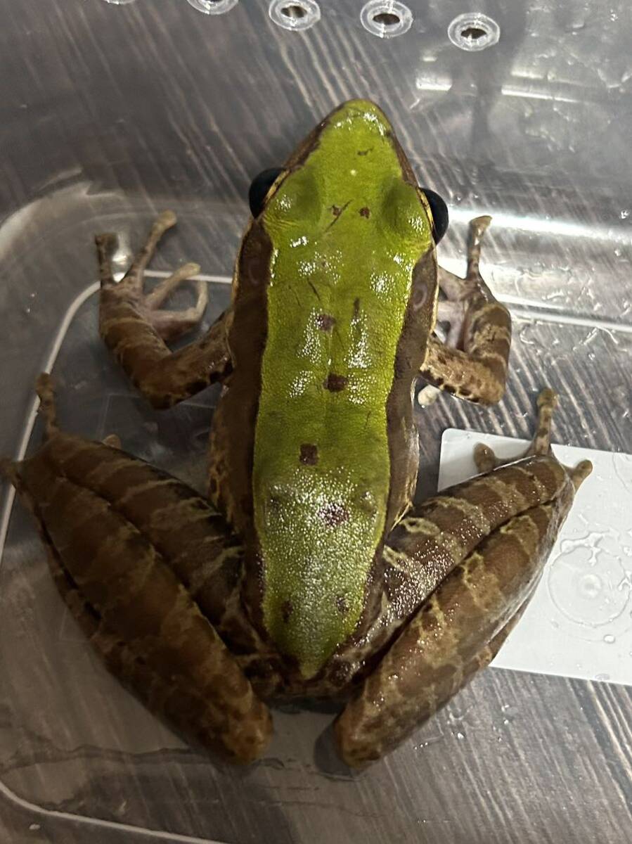[. shop GARNET] Odorrana chloronota first in Japan arrival frog . body ga L amphibia reptiles newt salamander lizard lizard 1 pcs No.1