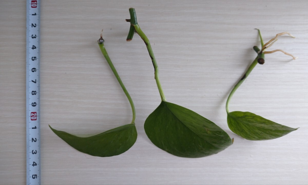  pothos .. leaf cut departure root seedling 3ps.@ decorative plant reality goods. interior green .