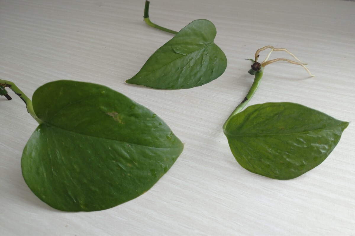  pothos .. leaf cut departure root seedling 3ps.@ decorative plant reality goods. interior green .