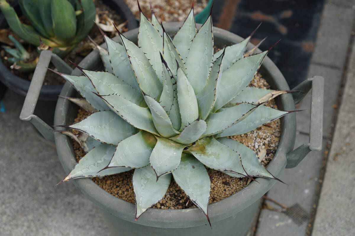 【美株】【抜き苗発送】【約40cmの大株】アガベ パリー ネオメキシカーナ. Agave parryi neomexicana.【耐寒性あり】【流通数少なめ】の画像5