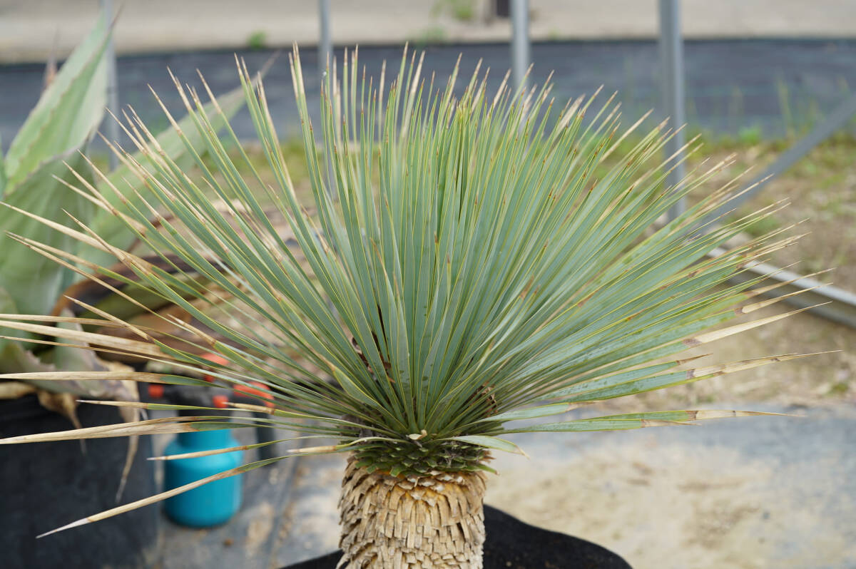 【幹幅約14cm】【幹根本から葉の先まで約50cm】ユッカ ロストラータ Yucca rostrata【抜き苗】【国内管理苗】の画像3