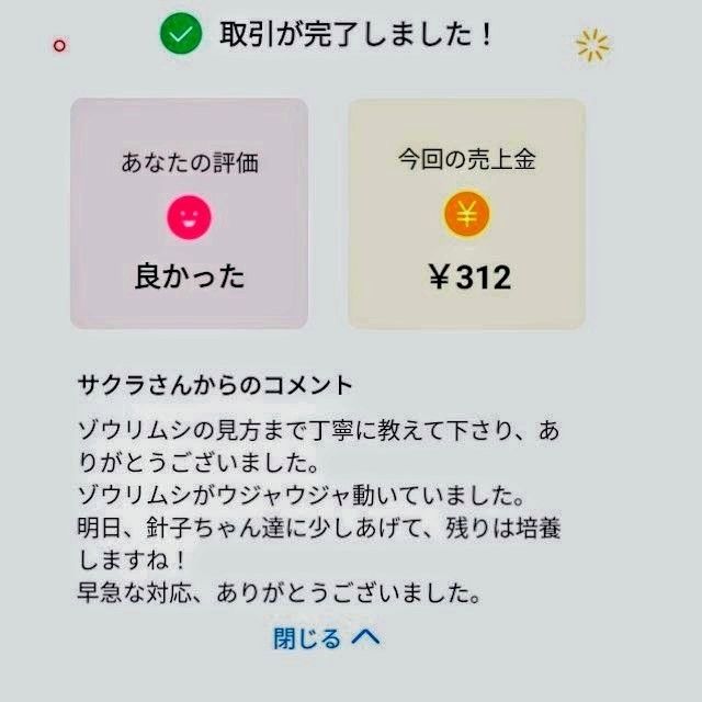 史上最強★絶対の自信あり★密度が違います★簡単培養ゾウリムシ300ml★ペットボトルで爆殖中★