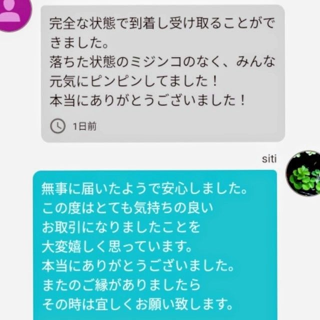 死着は前例がありません！元気なタイリクミジンコ国産生クロレラで爆殖中！飼育水100ml！100均の鶏糞ペレットでも培養できます