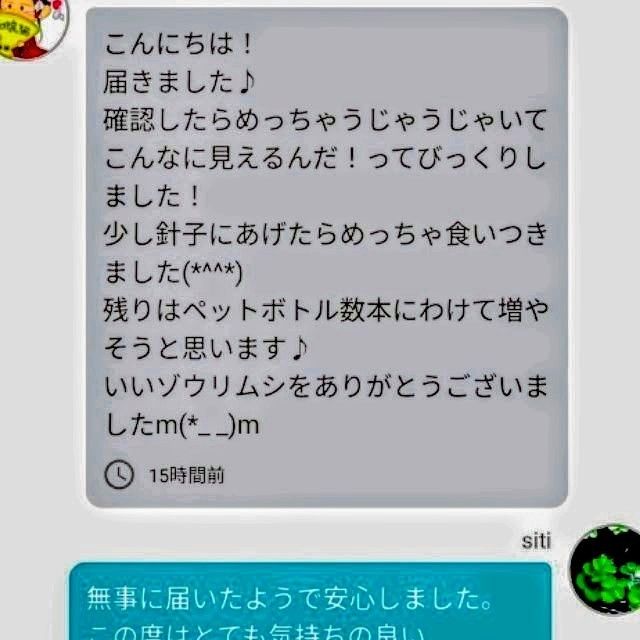 史上最強★絶対の自信あり★密度が違います★簡単培養ゾウリムシ800ml★ペットボトルで爆殖中★