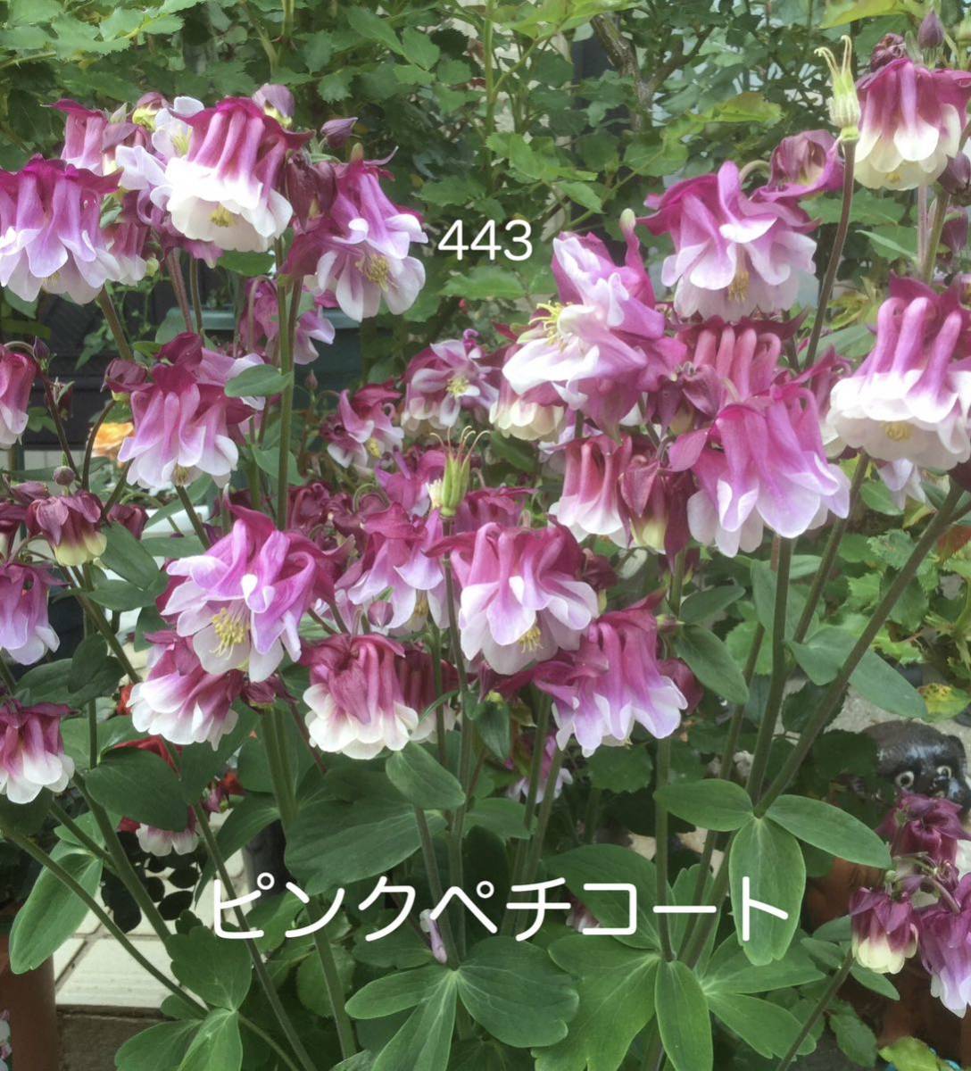 西洋オダマキ　花の種　ピンクペチコート　25粒_画像1