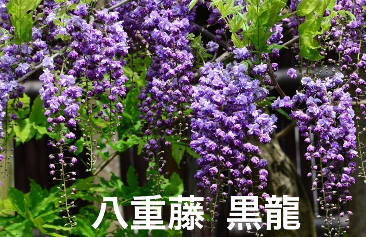  Fuji wistaria . -ply Fuji black dragon garden tree 