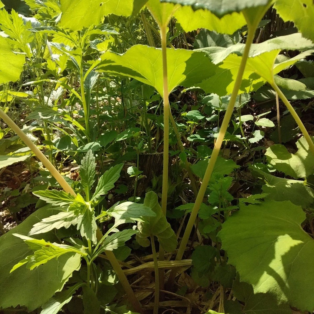 採りたて天然無農薬山ふき　800g