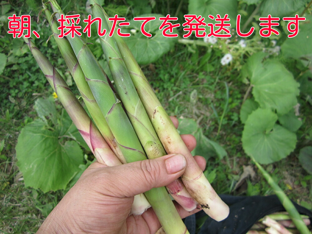 ** Hokkaido production niseko production root bend bamboo nema gully taketakenoko. bamboo himetake morning ..5 kilo! payment on delivery **
